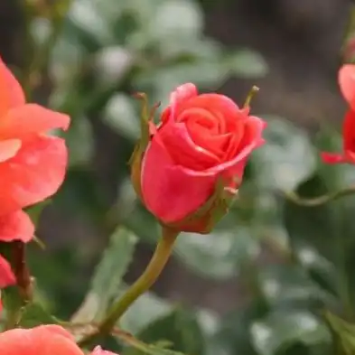 Rosa Lambada ® - portocaliu - trandafir pentru straturi Grandiflora - Floribunda